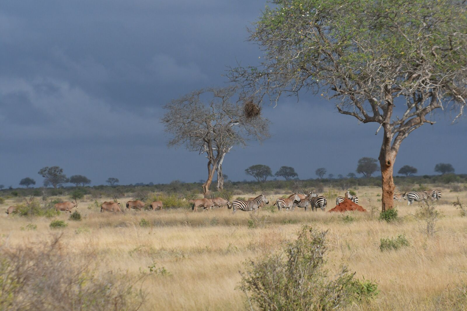 Nikon D500 sample photo. Savanna, nature, animals photography