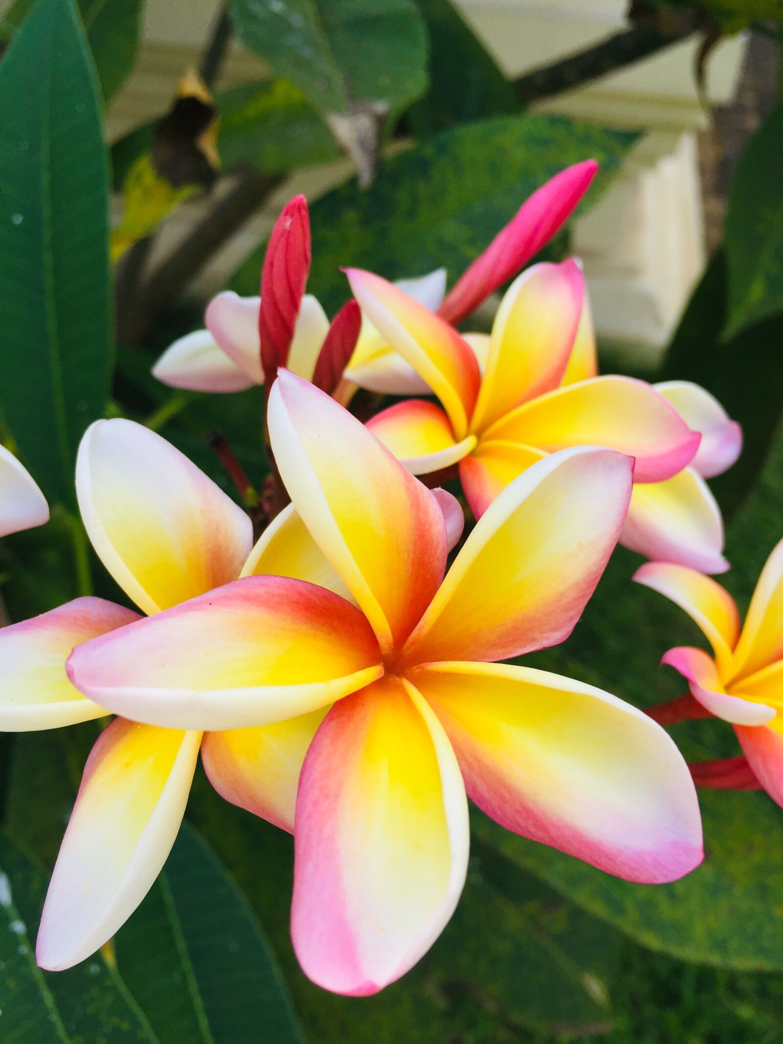 iPhone 6 back camera 4.15mm f/2.2 sample photo. Frangipani, blossom, bloom photography