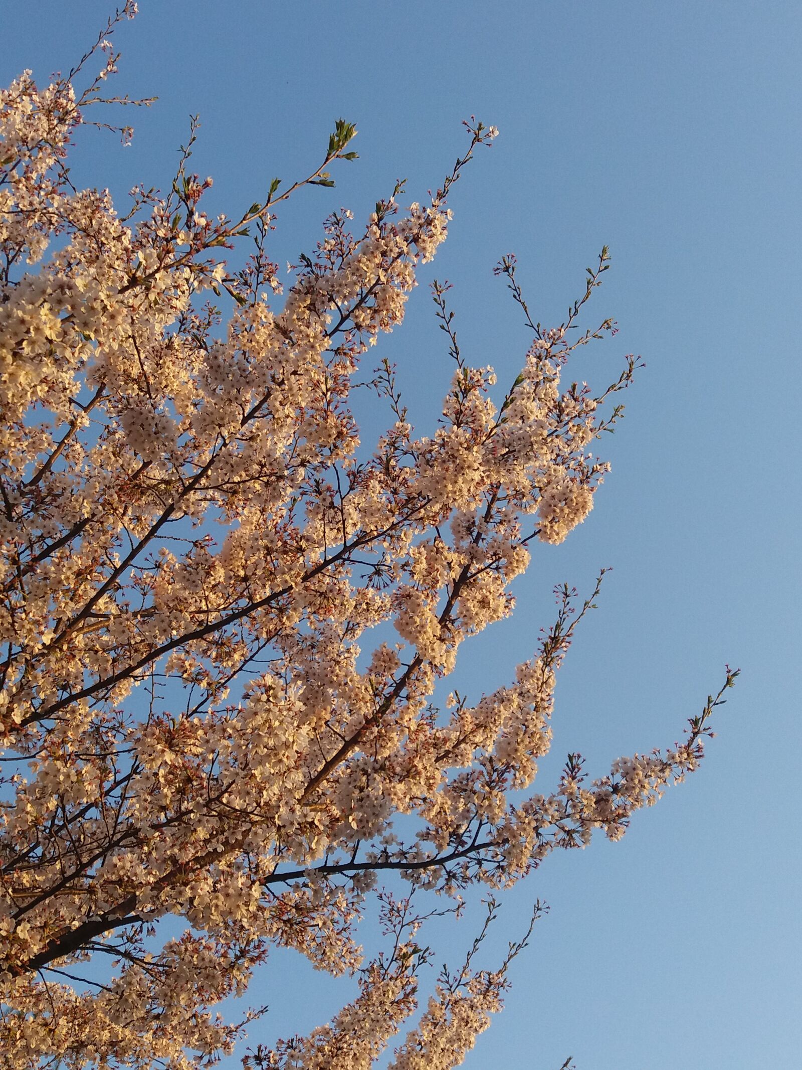 Samsung Galaxy J5(2016) sample photo. Cherry blossom, spring, cherry photography