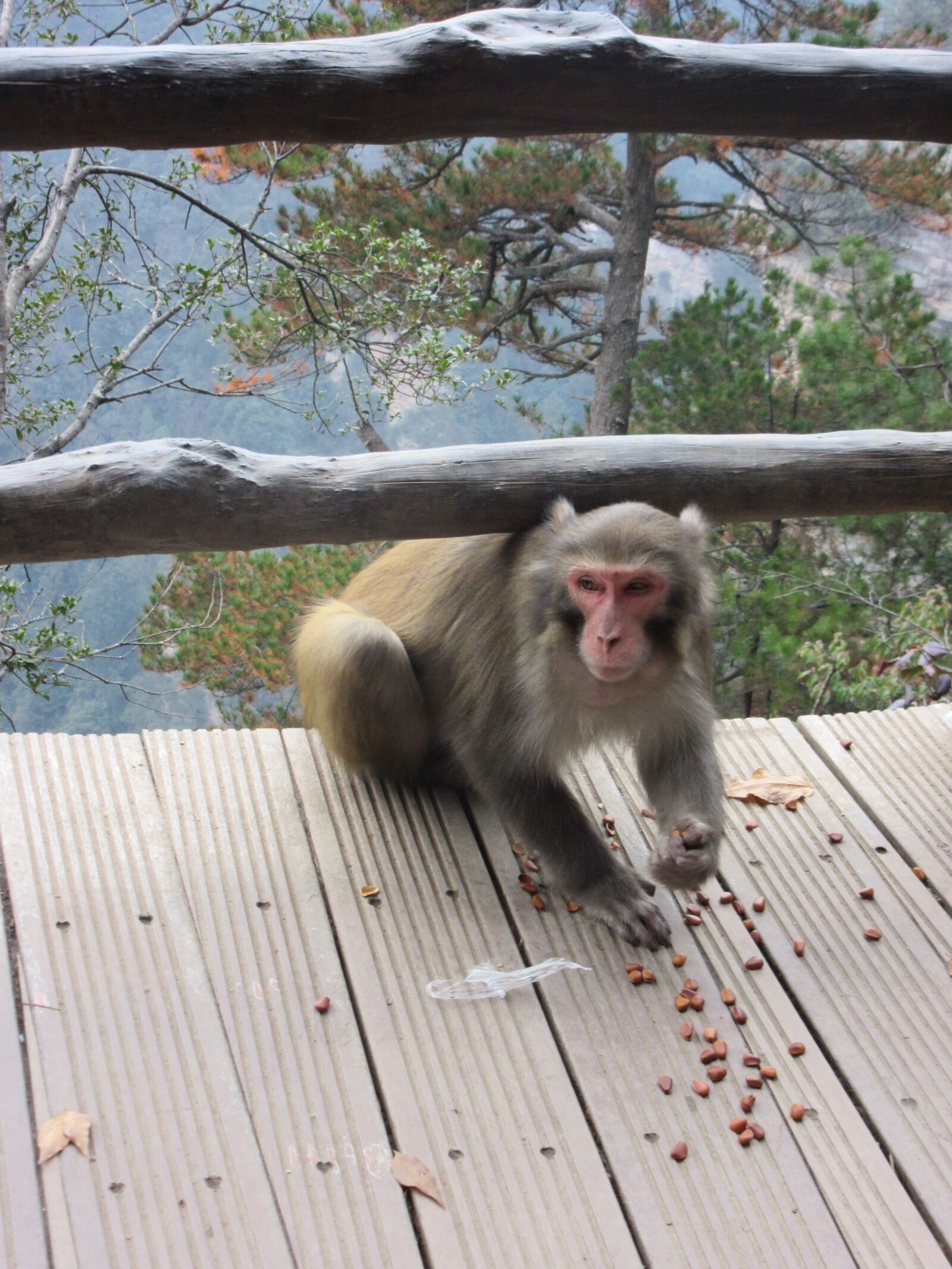 Canon PowerShot SX600 HS sample photo. Hungry, monkey, greedy photography