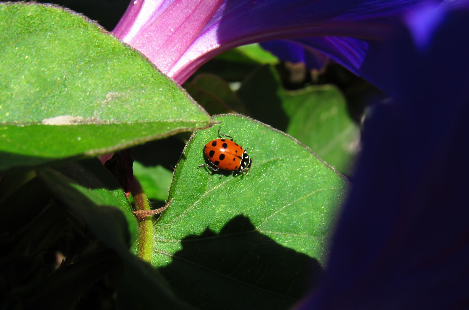 Canon PowerShot SX530 HS sample photo. Ladybug, bug, beetle photography