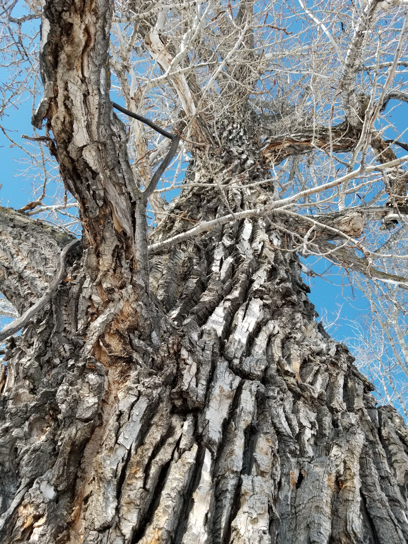 Samsung Galaxy S8 sample photo. Tree, branch, texture photography