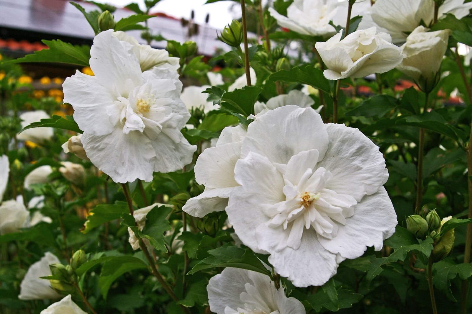 Pentax *ist DL2 sample photo. Hibiscus, hibiscus shrub, white photography