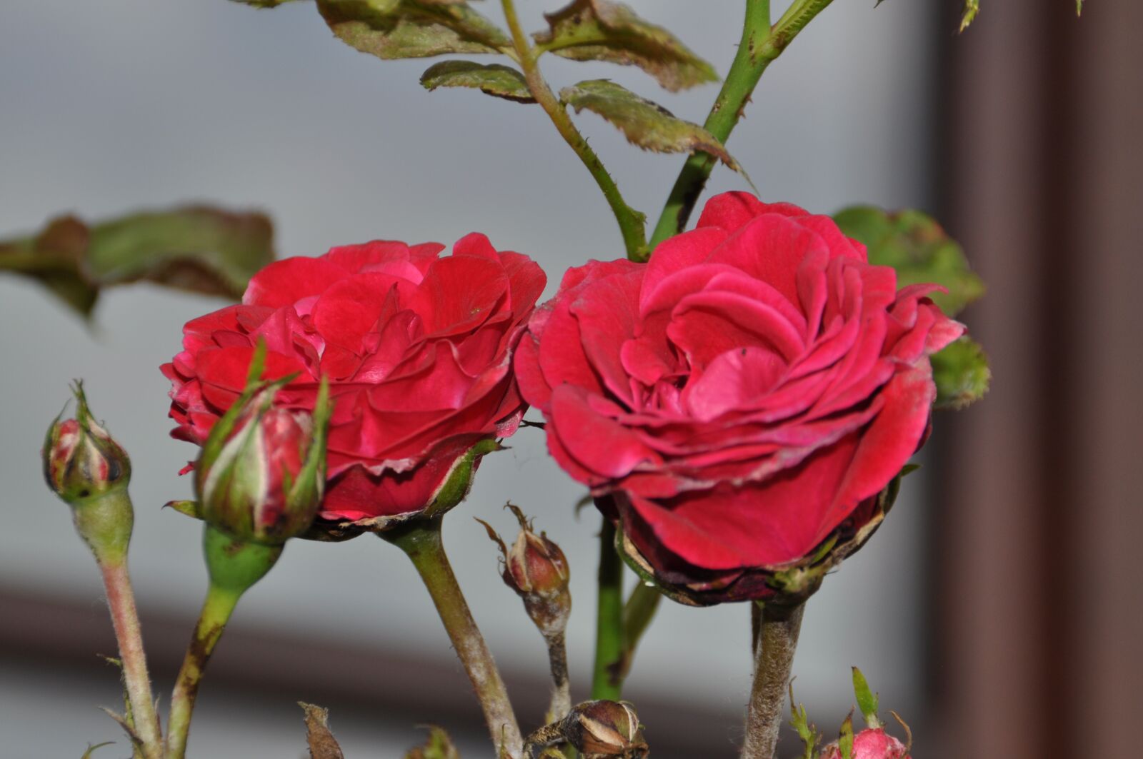Nikon D5000 sample photo. Beautiful red roses, roses photography