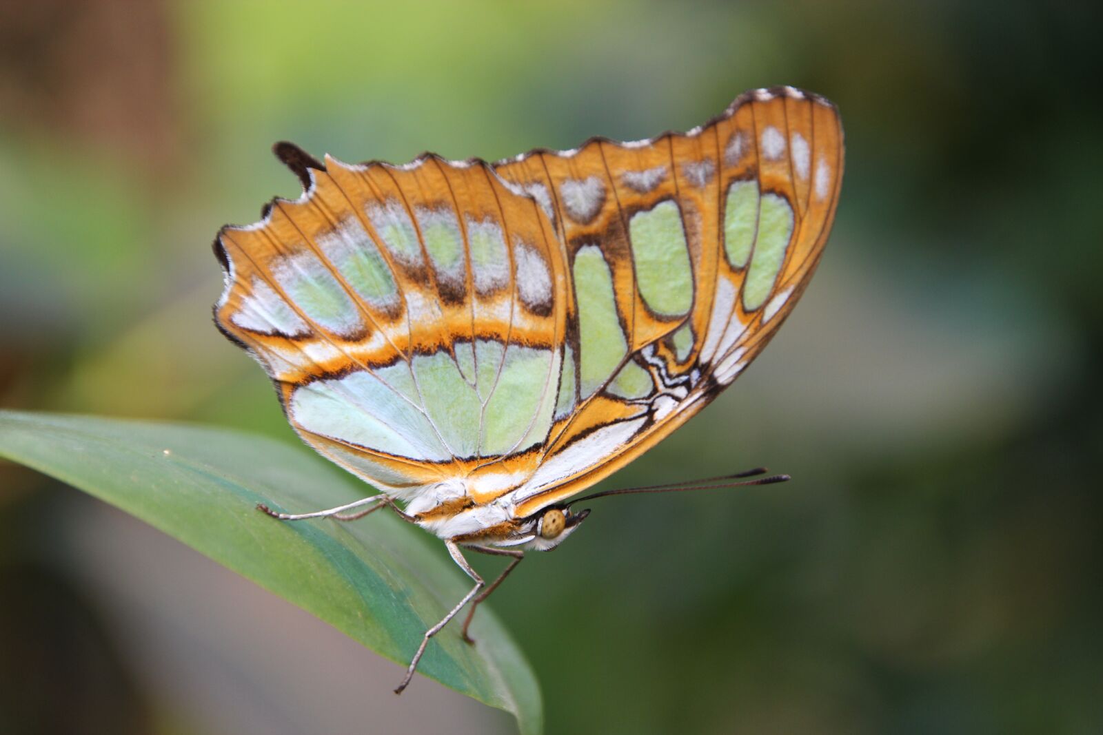 Canon EOS 600D (Rebel EOS T3i / EOS Kiss X5) sample photo. Butterfly, insect, nature photography