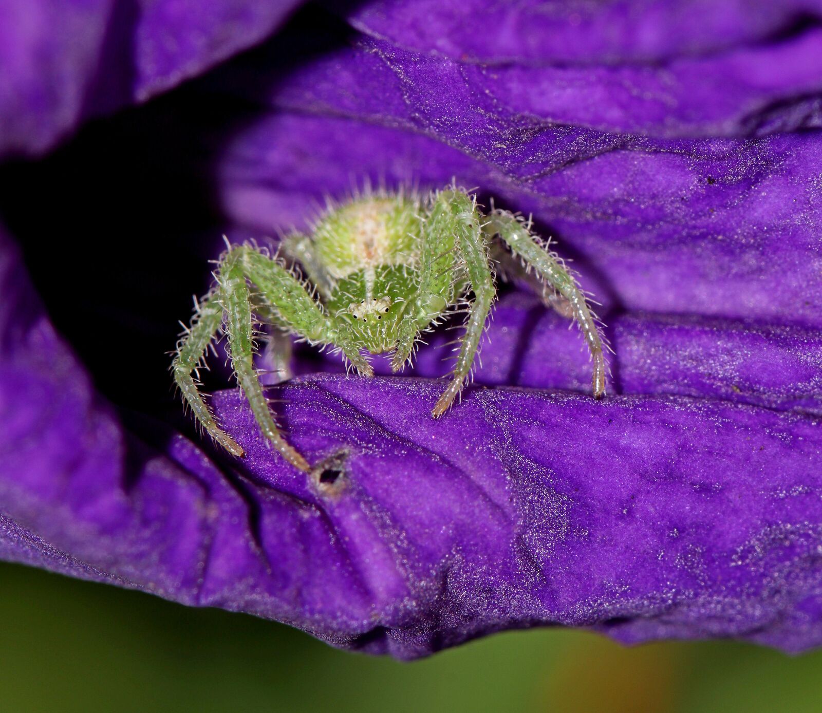 Canon EOS 80D sample photo. Spider, plant, flower photography