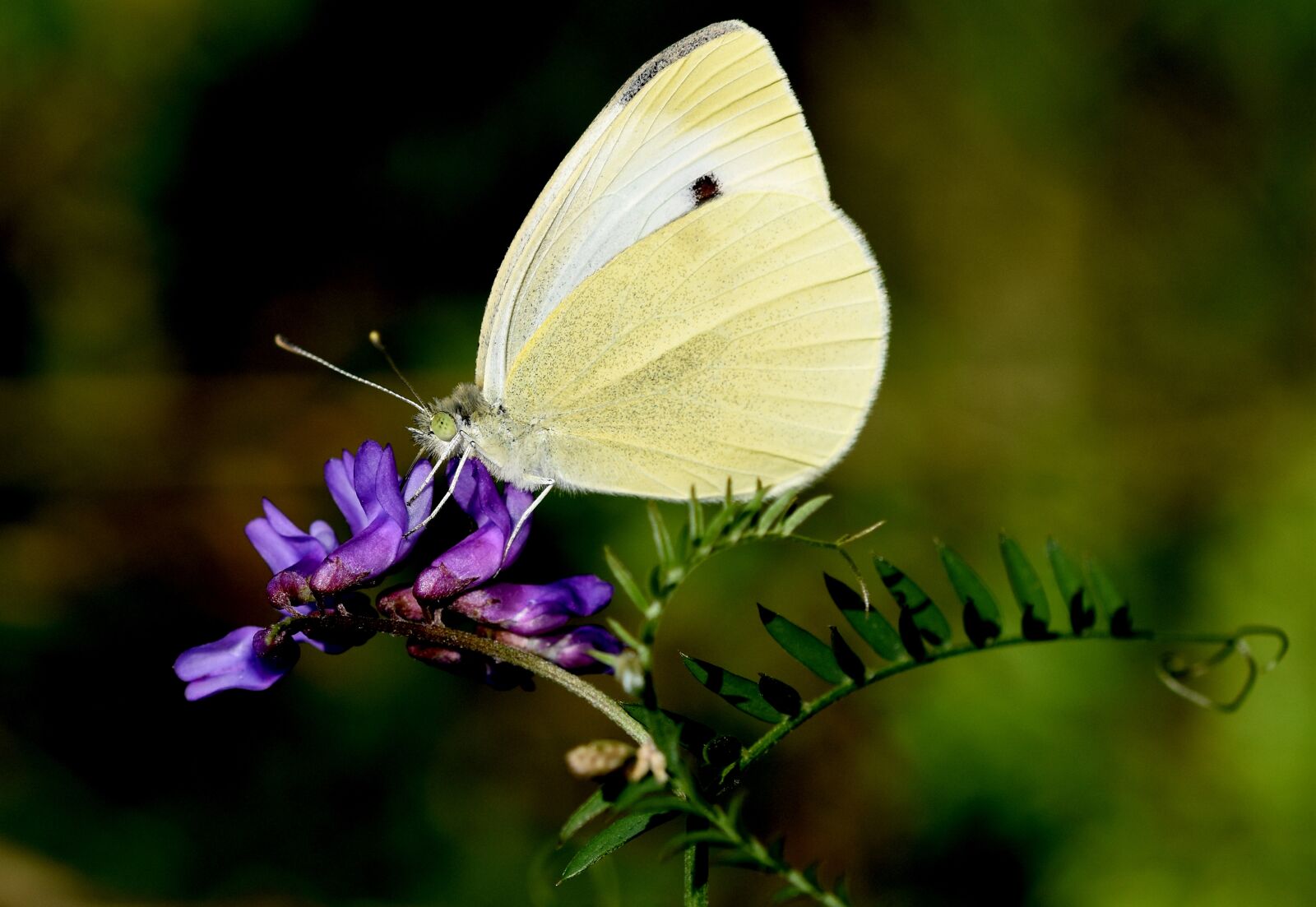 Nikon D5600 sample photo. Nature, butterfly, insects photography