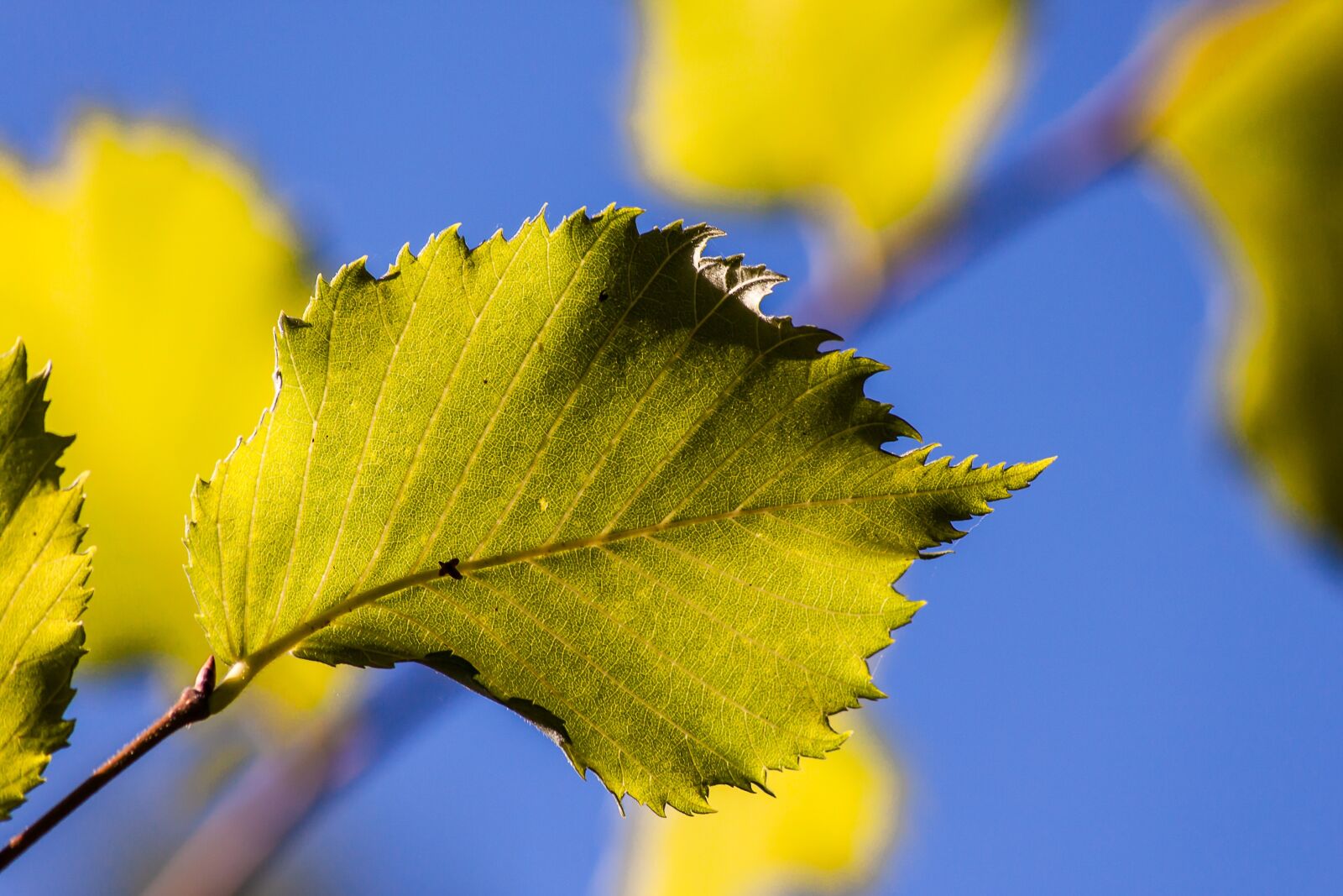 Canon EOS 500D (EOS Rebel T1i / EOS Kiss X3) sample photo. Leaf, sky, sun photography