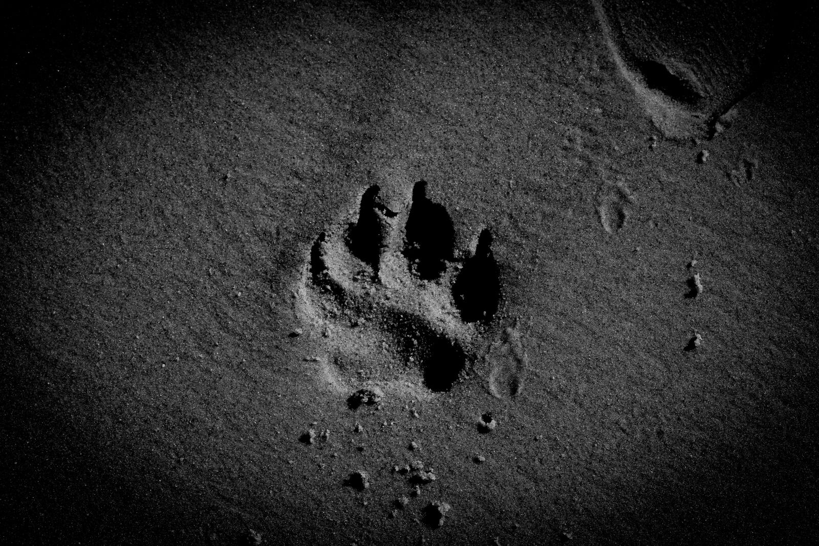 Canon EOS 650D (EOS Rebel T4i / EOS Kiss X6i) sample photo. Dog paw, sand, beach photography