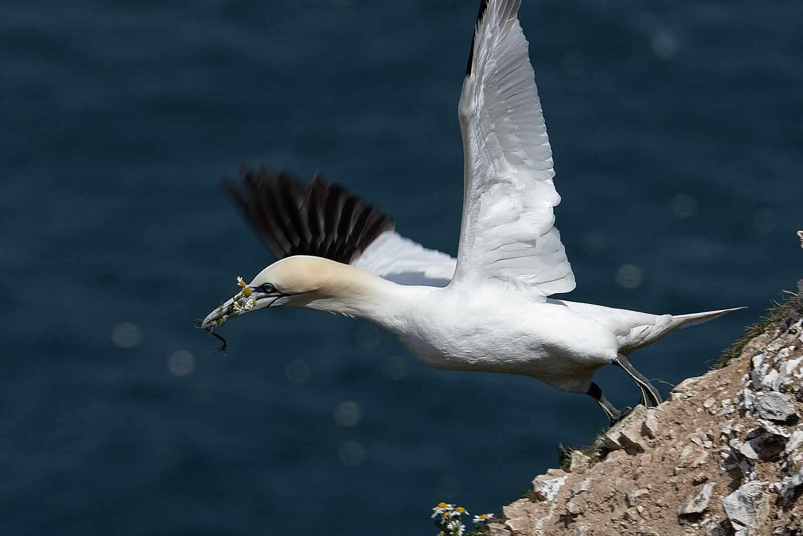 Canon EOS 7D Mark II sample photo. Gannet, seabird, water photography