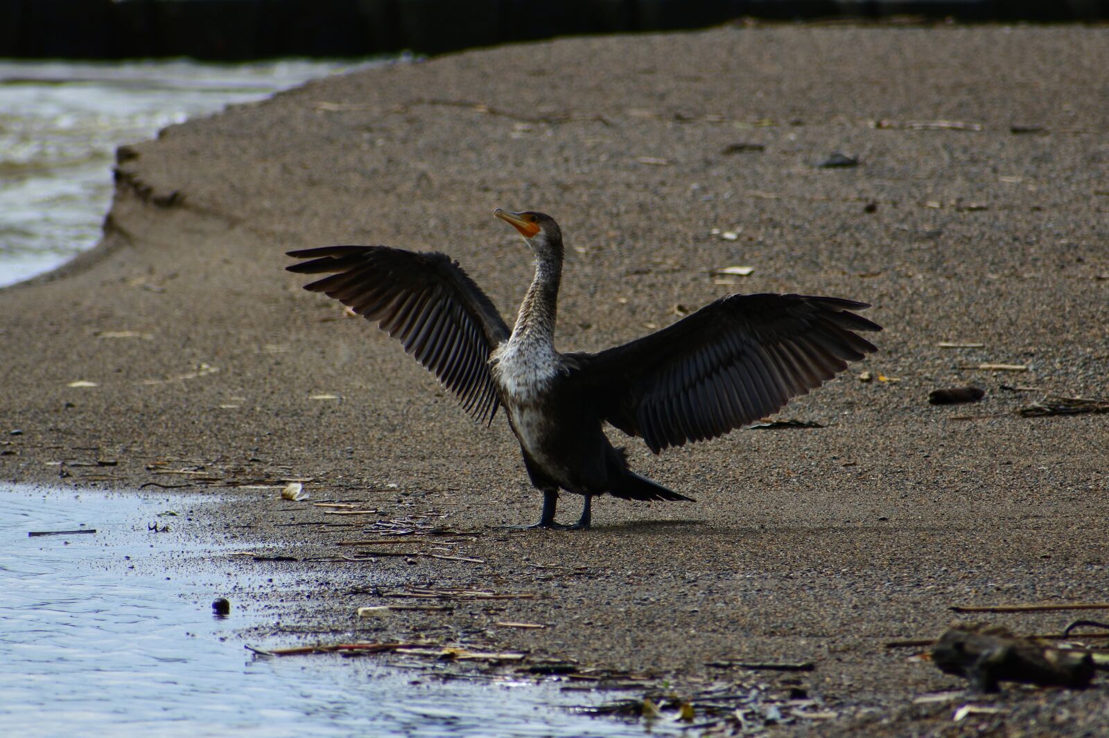 VR 70-300mm f/4.5-6.3G sample photo. Animal, sea, river photography