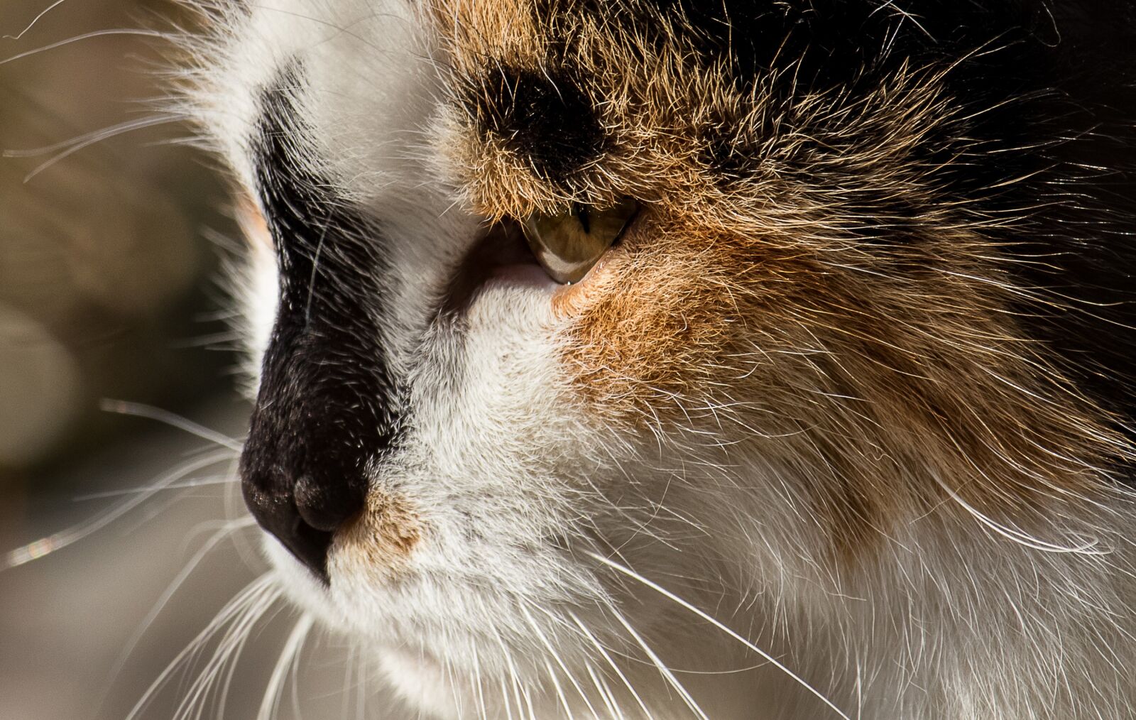 Canon EF-S 55-250mm F4-5.6 IS STM sample photo. Cat, mammal, animal photography