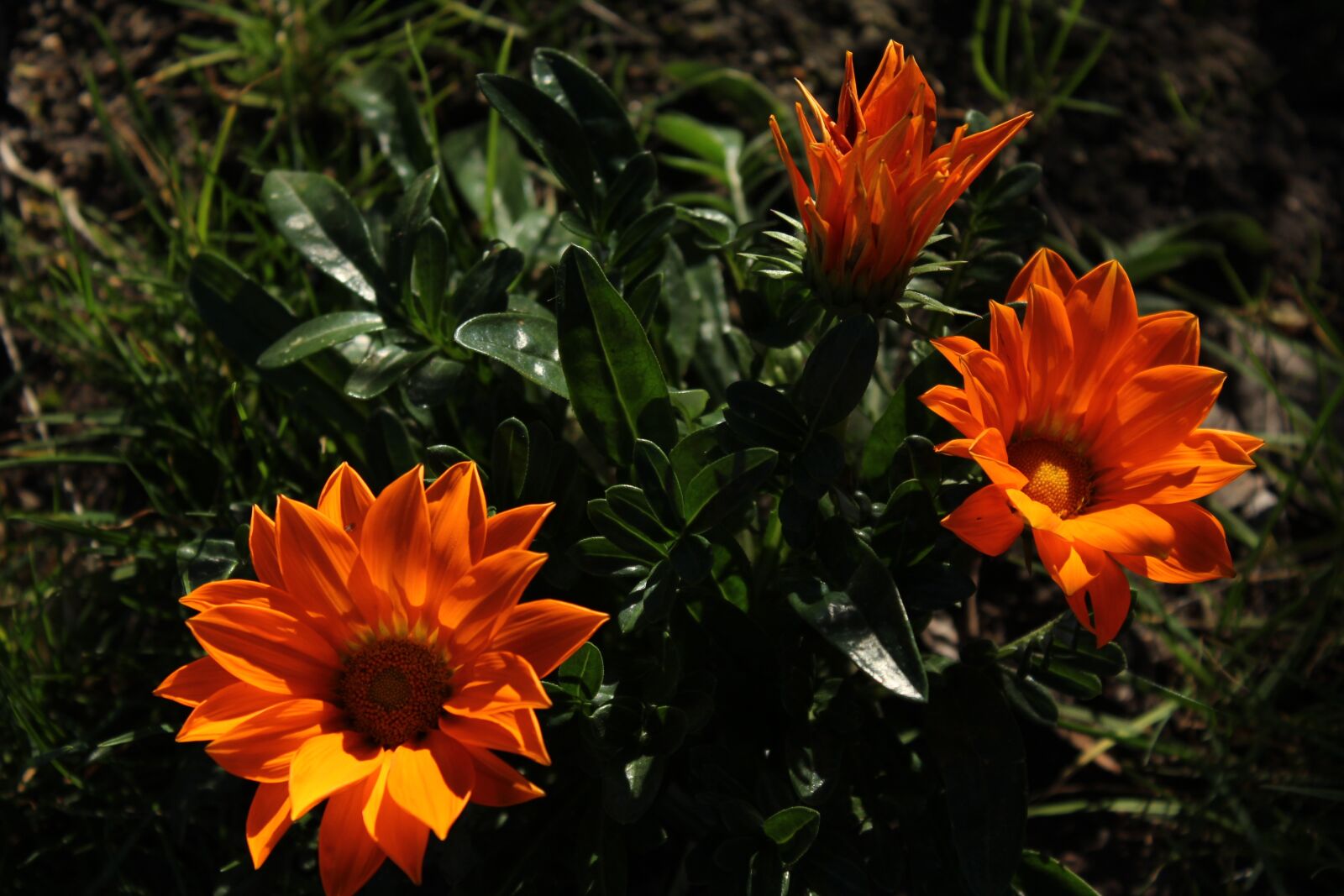 Canon EOS 1200D (EOS Rebel T5 / EOS Kiss X70 / EOS Hi) sample photo. Flower, beautiful, flora photography