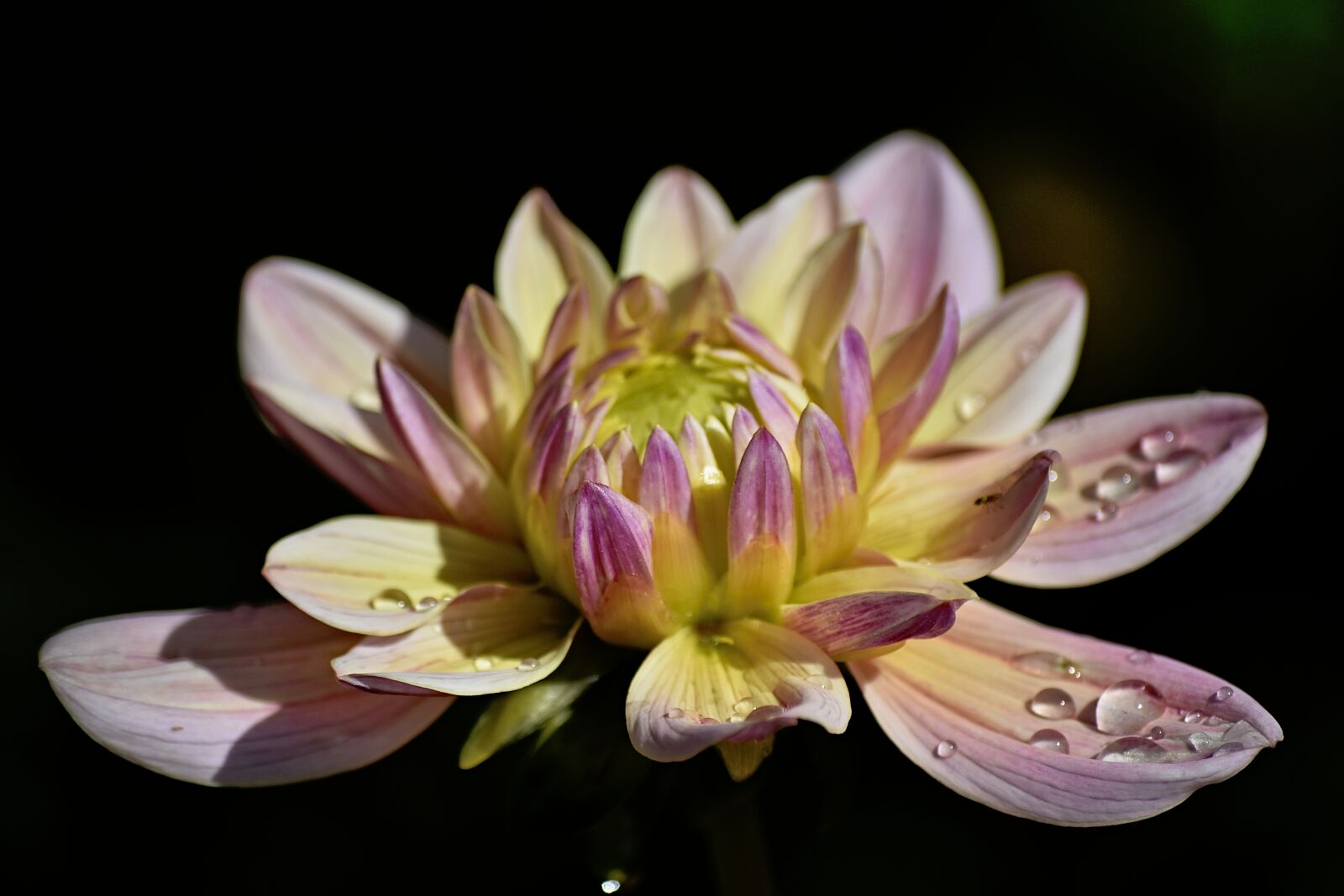 Nikon D5500 sample photo. Dahlia, flower, blossom photography