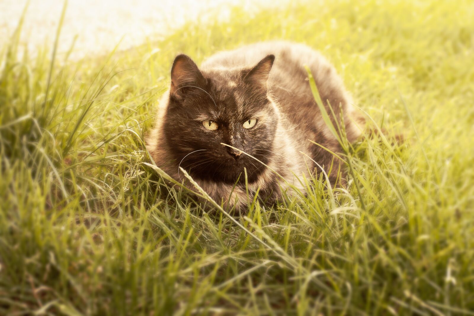 Nikon D7200 sample photo. Cat, enjoy the sun photography