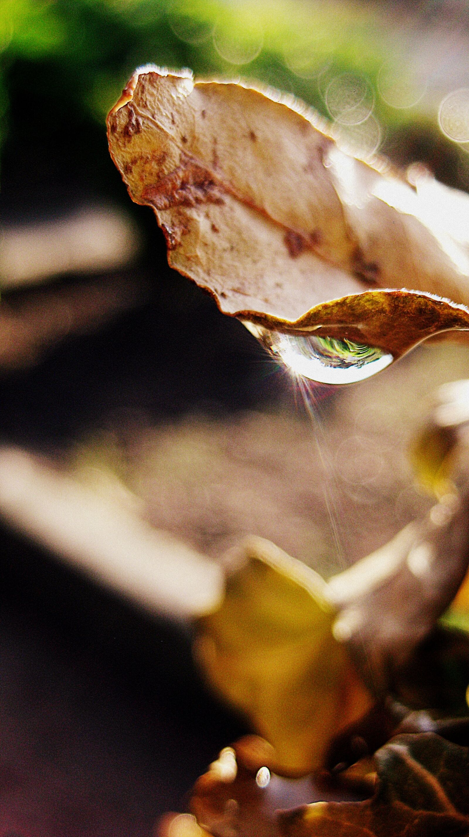 Canon PowerShot SD1100 IS (Digital IXUS 80 IS / IXY Digital 20 IS) sample photo. Drop, water, leaf photography