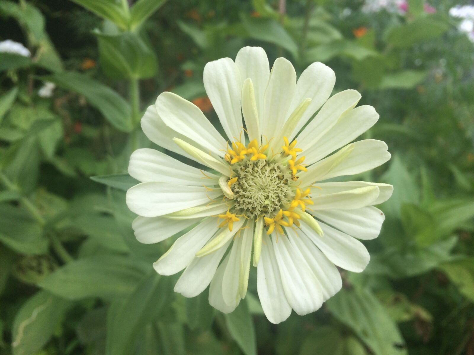 iPhone 5s back camera 4.15mm f/2.2 sample photo. White, flowers, horizontal horizontal photography