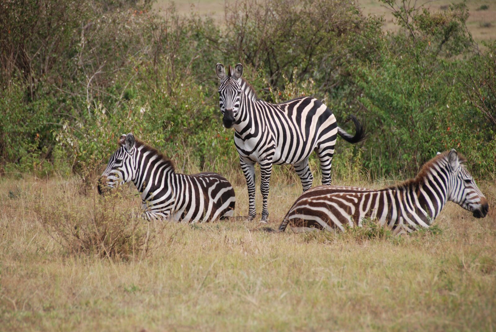 Nikon D80 sample photo. Zebra, africa, wildlife photography