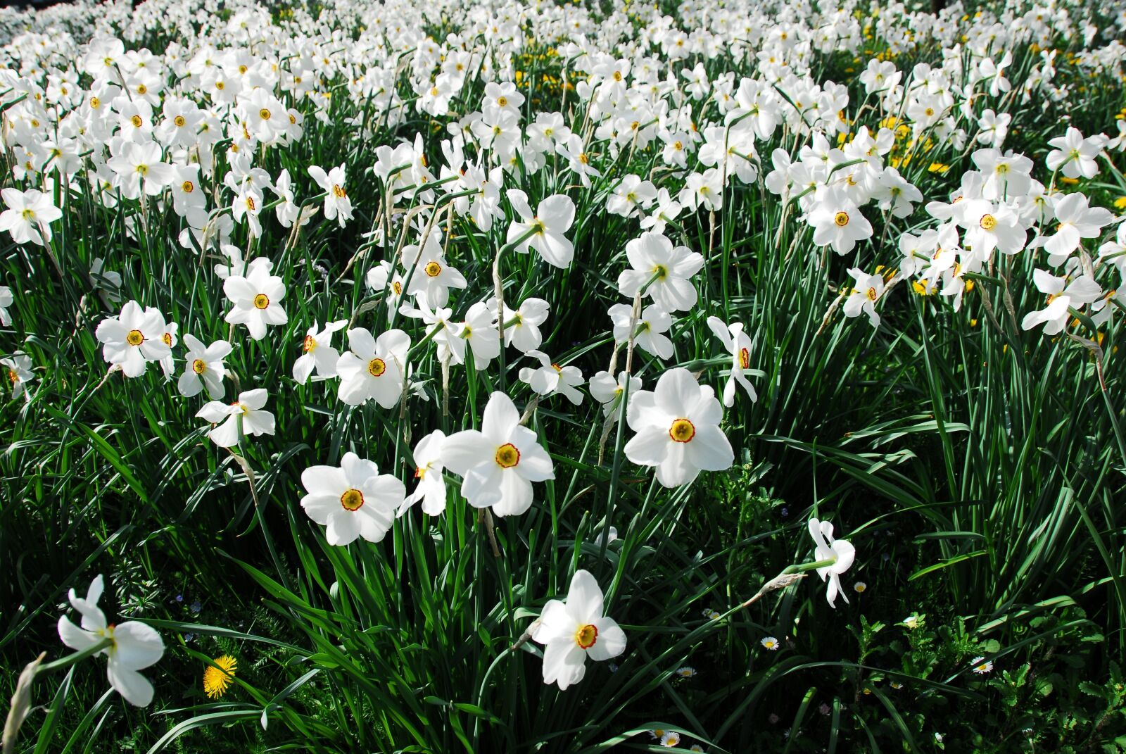 Nikon D200 sample photo. Flower, nature, plant photography