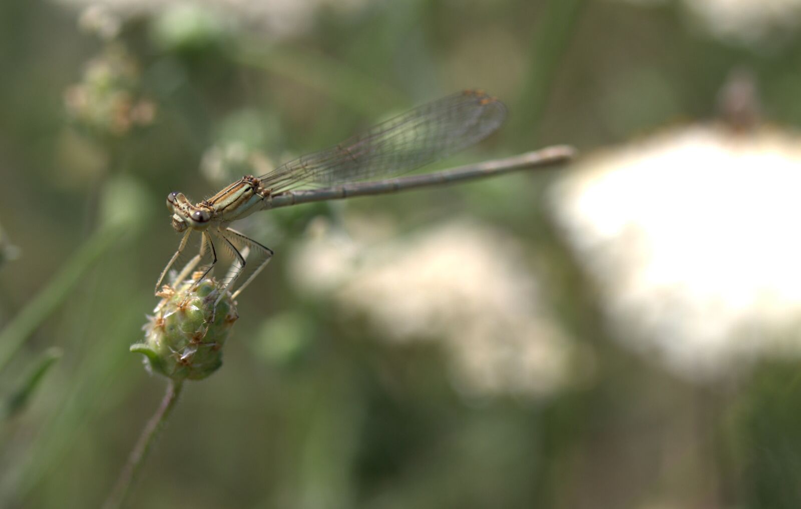Canon EF-S 60mm F2.8 Macro USM sample photo. Dragonfly, insecta, wings photography