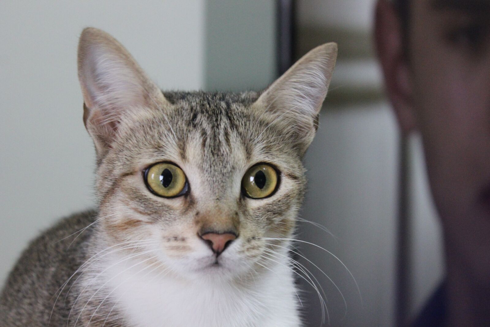 Canon EOS 550D (EOS Rebel T2i / EOS Kiss X4) sample photo. Cat, malai, domestic cat photography