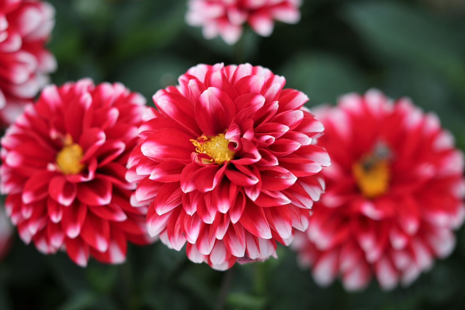 Canon EF 70-300 F4-5.6 IS II USM sample photo. Red and white dahlia photography