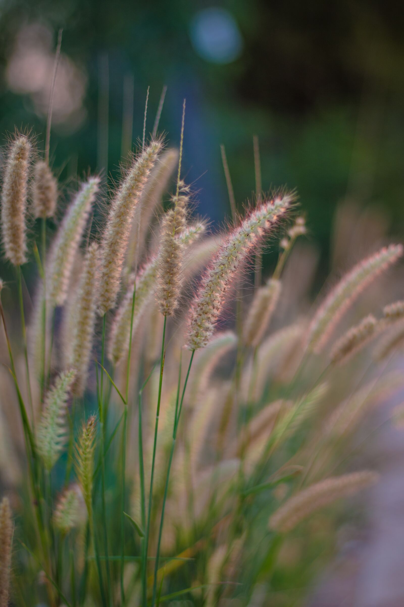 Canon EOS 700D (EOS Rebel T5i / EOS Kiss X7i) sample photo. Flowering grass, nature, mead photography