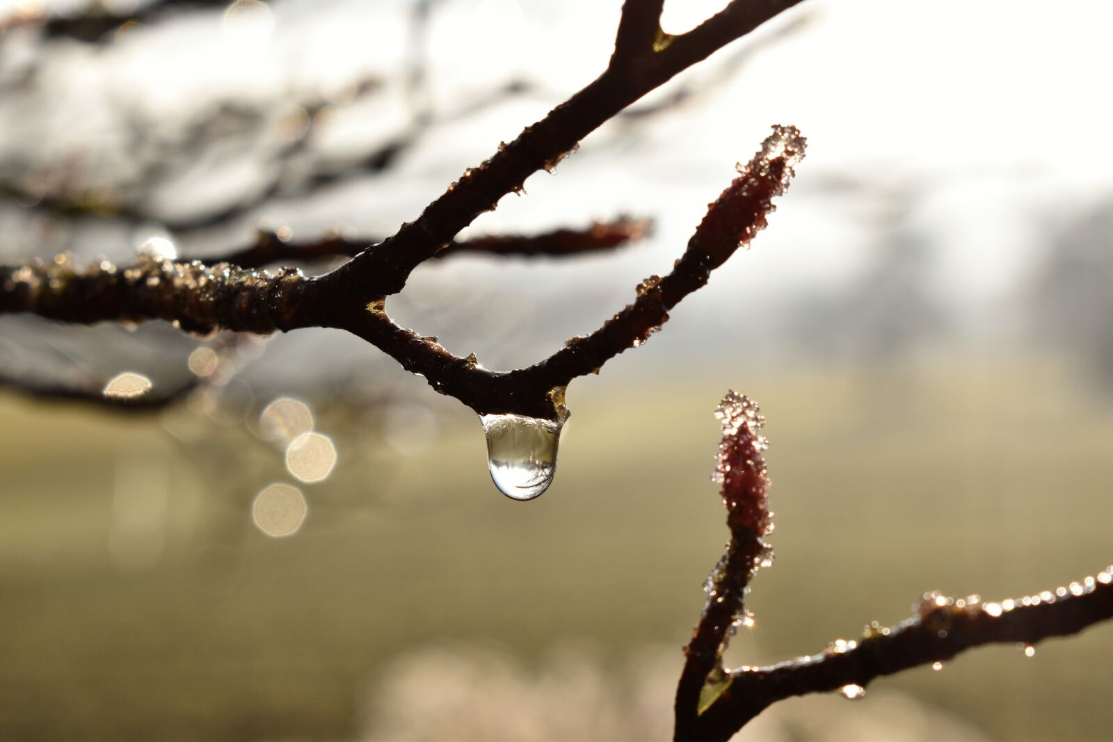 Nikon D5500 sample photo. Drip, dew, dewdrop photography