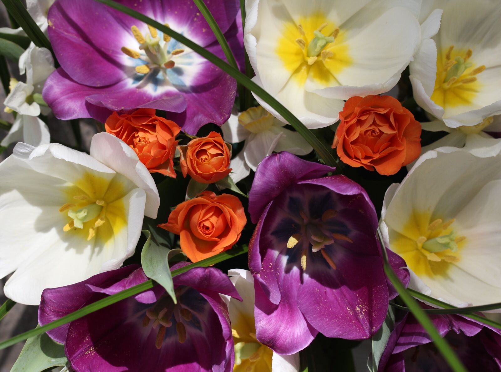 Canon EF-S 60mm F2.8 Macro USM sample photo. Tulips, mov, white photography