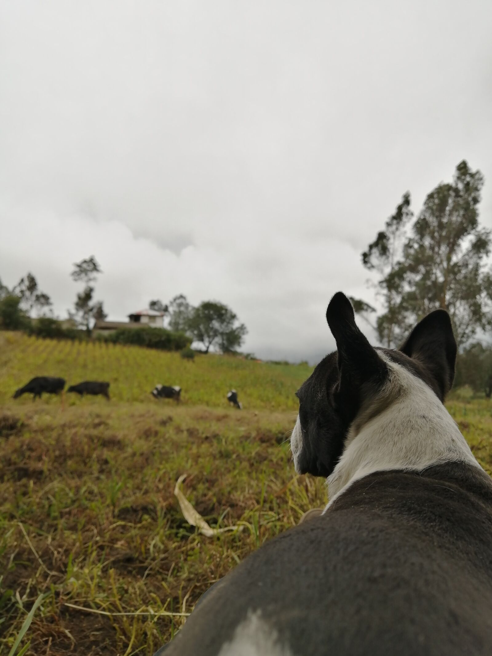 HUAWEI P30 LITE sample photo. Field, dog, animals photography