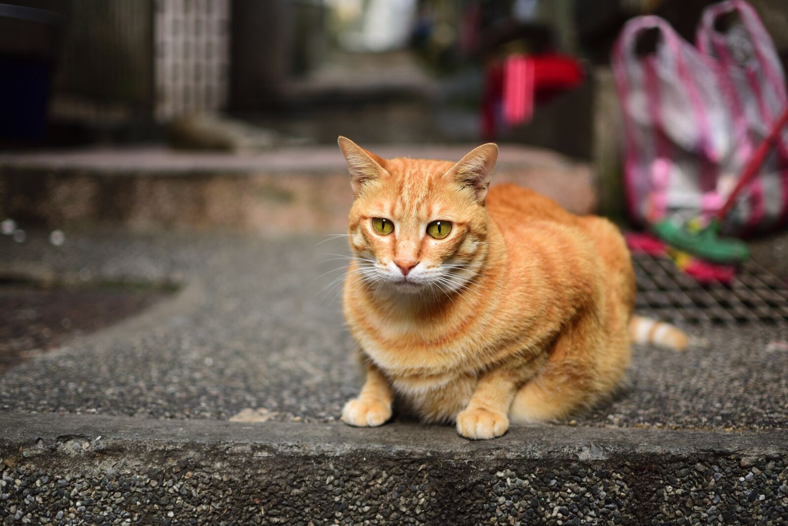 Nikon D750 sample photo. Cat, feline, animal photography