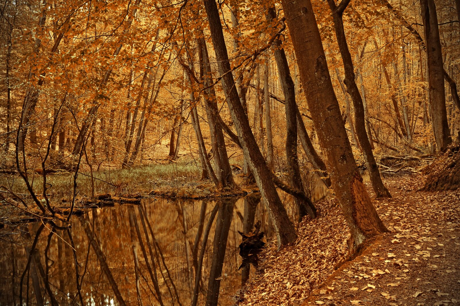 Nikon D3200 sample photo. Forest, river, trees photography