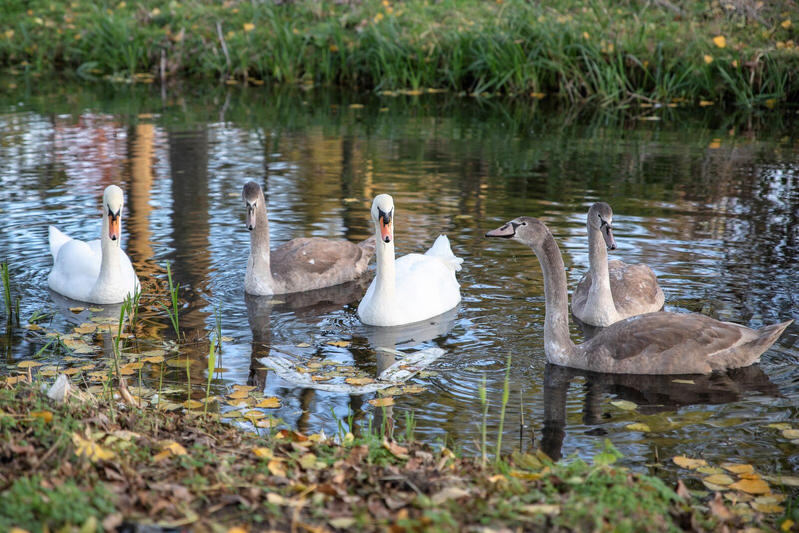 Canon EOS 6D Mark II sample photo. Swan, swans, young swans photography