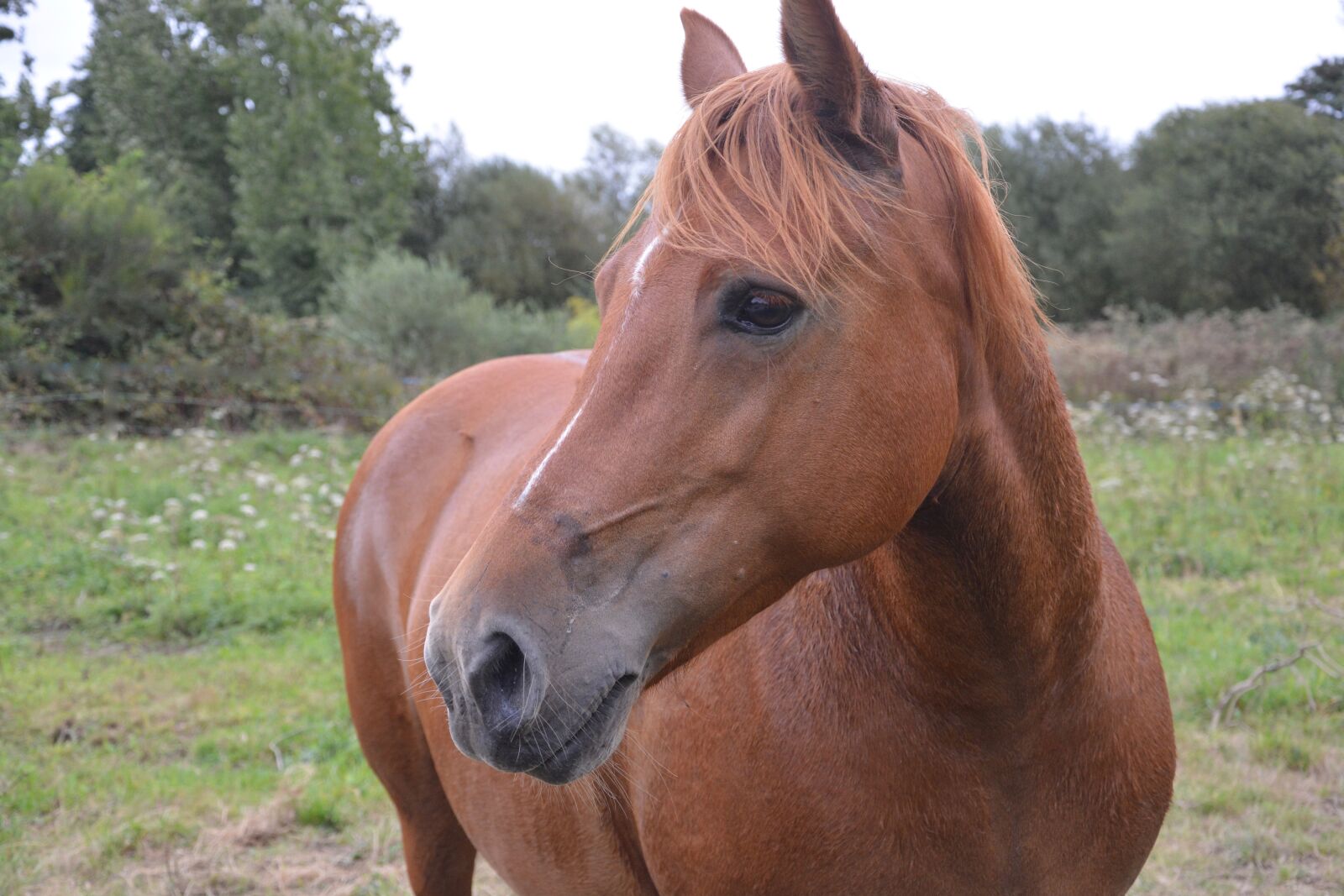 Nikon D5200 sample photo. Horse, mare, brown photography
