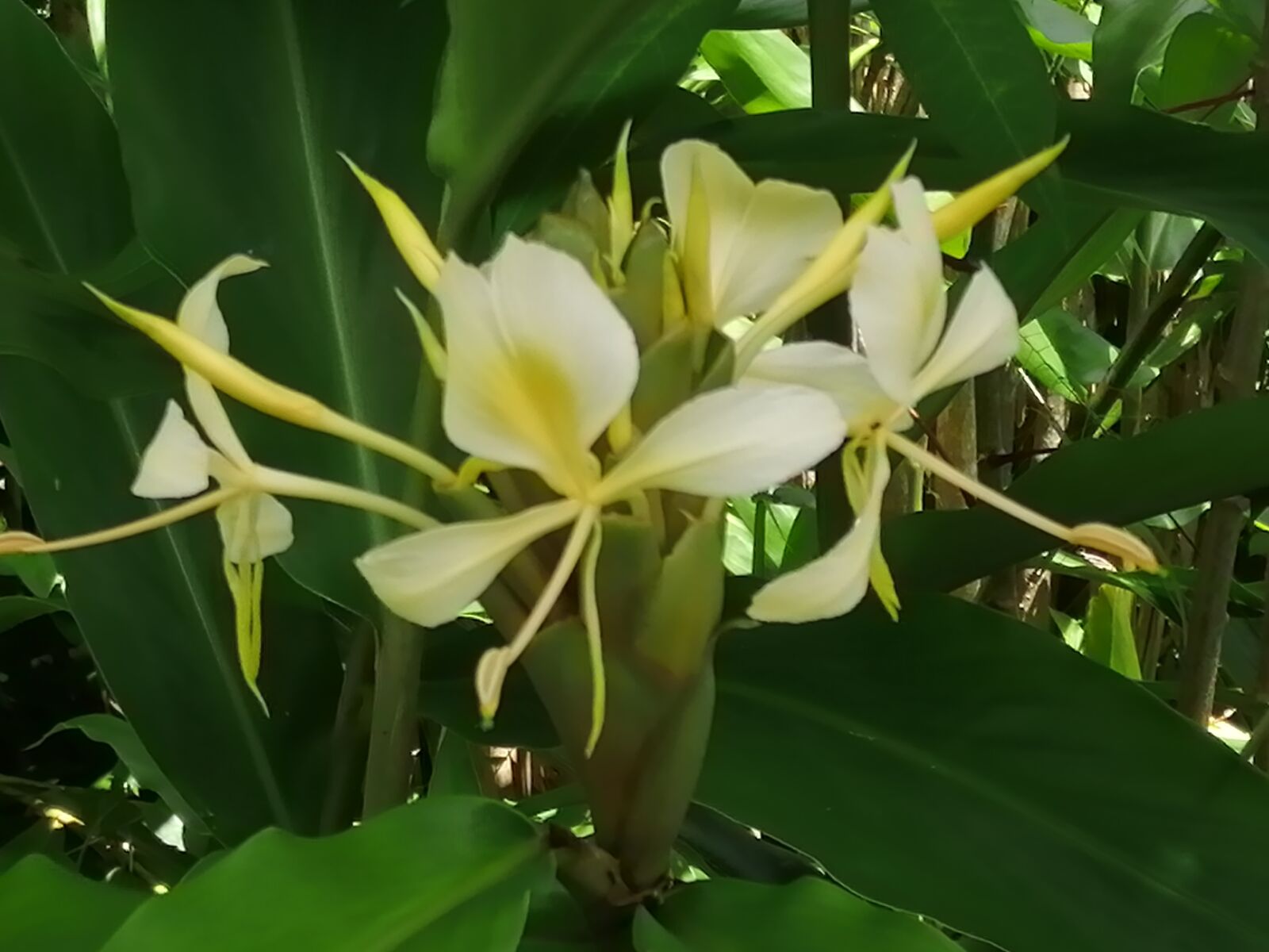 HUAWEI P SMART 2019 sample photo. Flower, white, la r photography