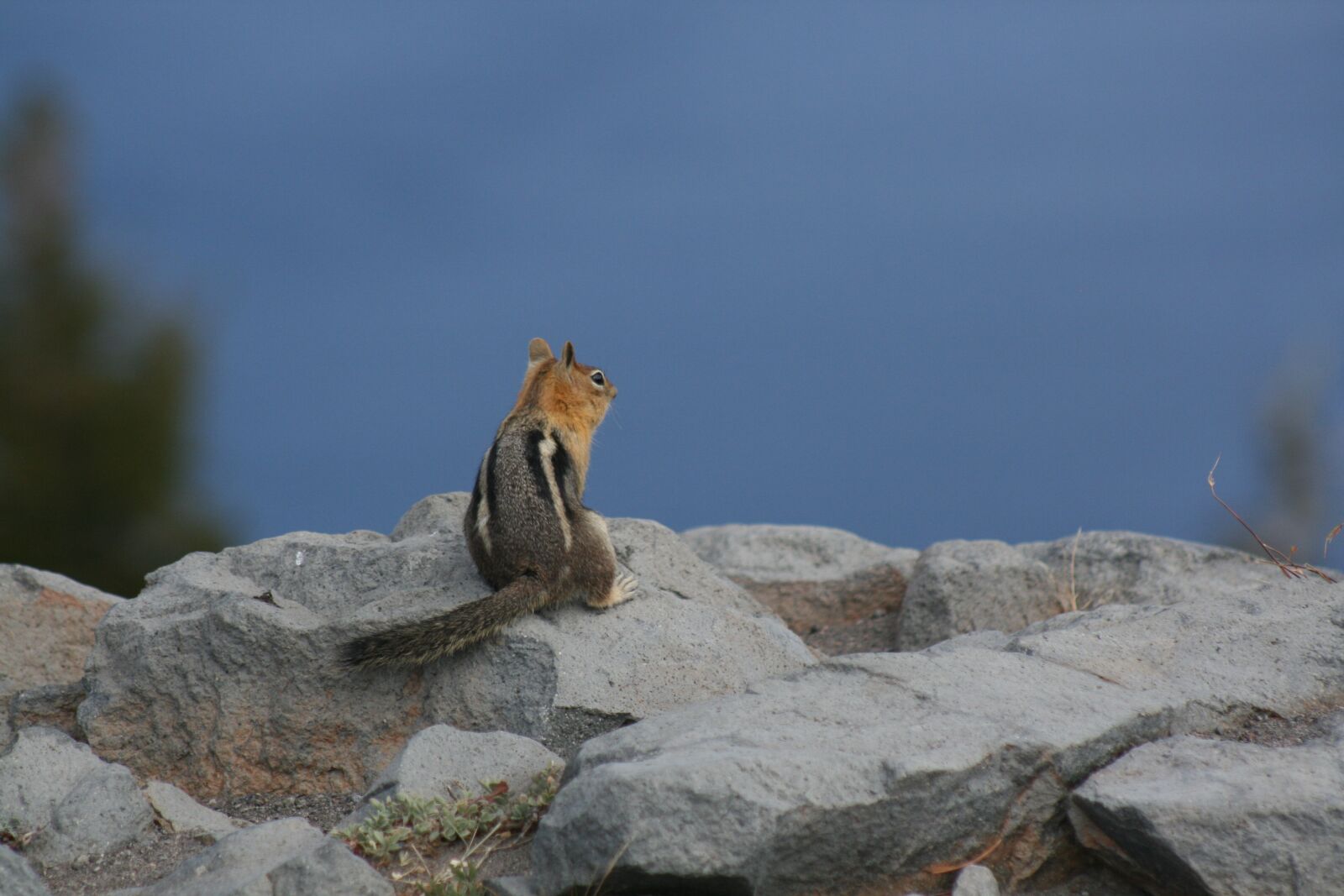 Canon EOS 400D (EOS Digital Rebel XTi / EOS Kiss Digital X) sample photo. Chipmunk, animal, nature photography