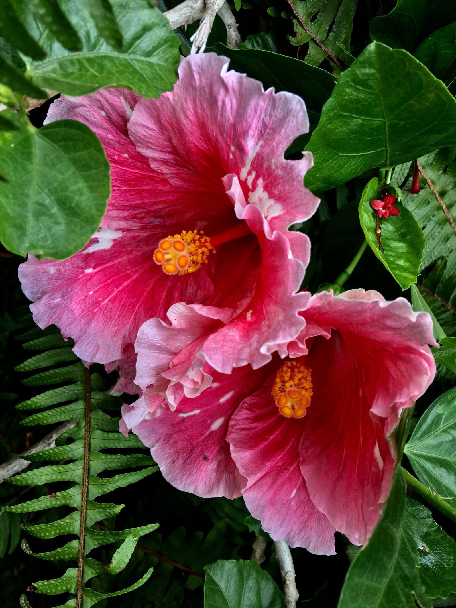 Apple iPhone 6s Plus sample photo. Hibiscus red, ibisco pink photography