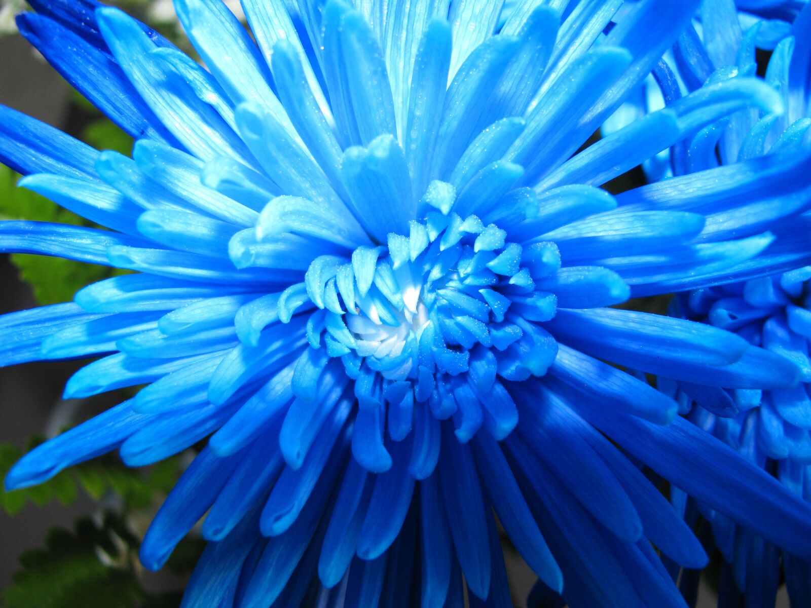 Canon PowerShot SX110 IS sample photo. Flower, blue, nature photography