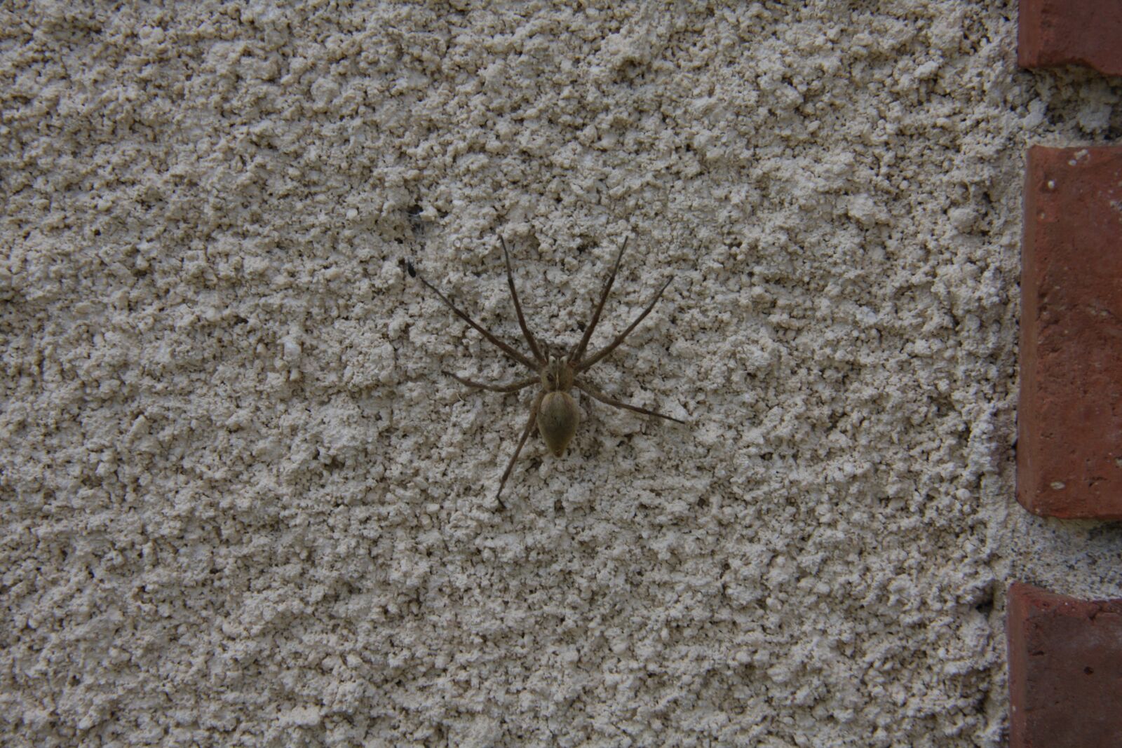 Canon EOS 40D sample photo. Spider, wall, nature photography