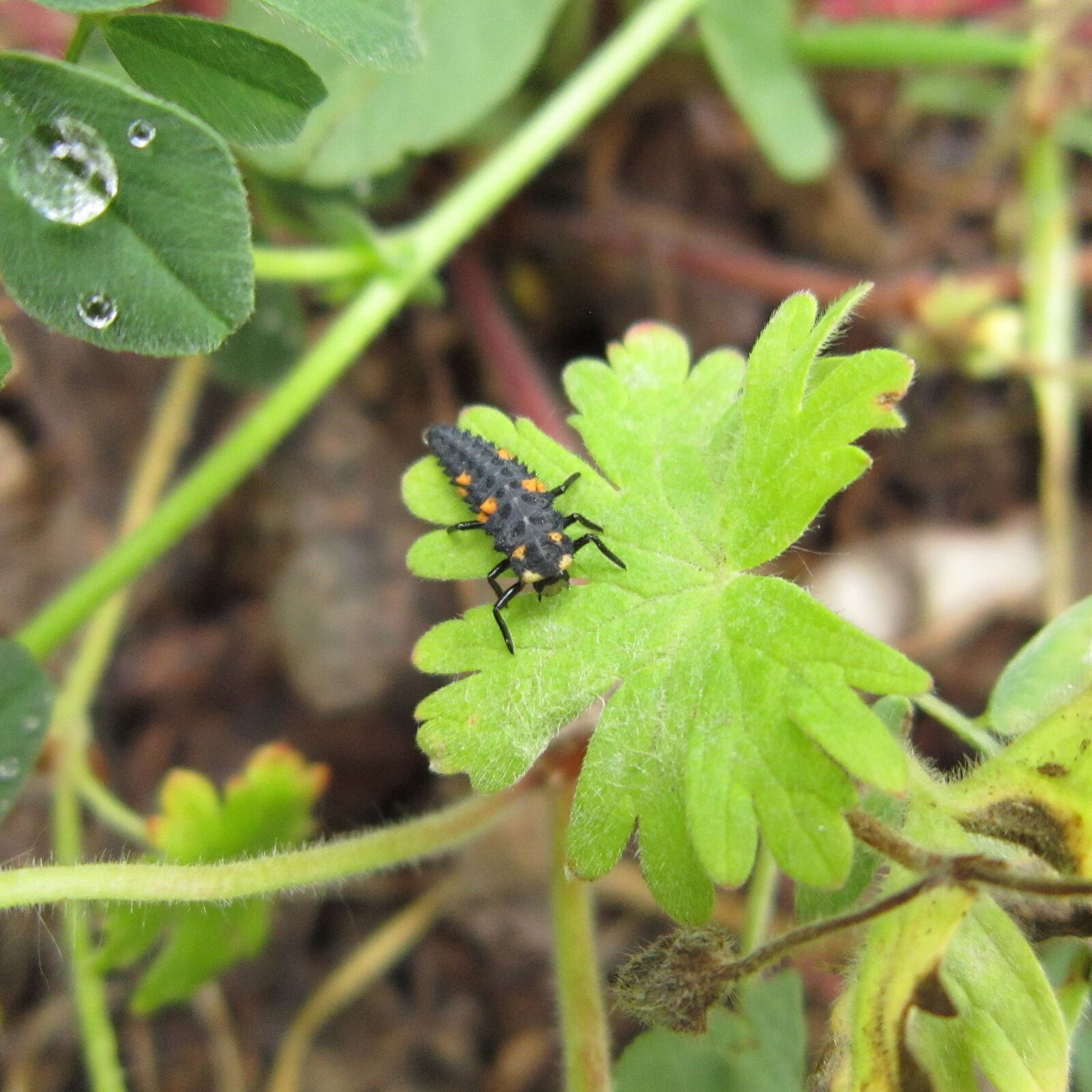 Canon PowerShot A3300 IS sample photo. Ladybug, larvae, insect photography