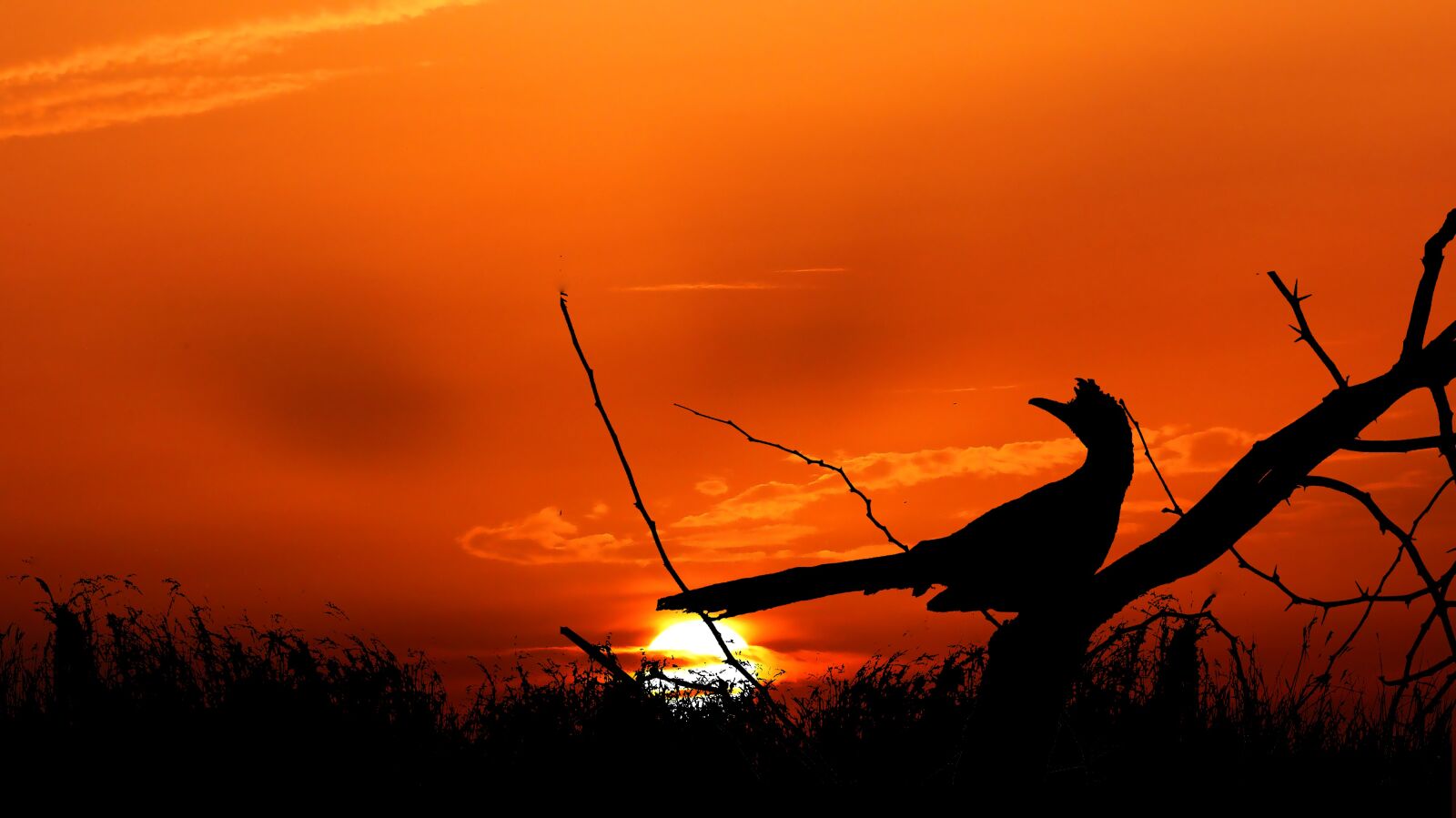 Panasonic Lumix DMC-FZ200 sample photo. Sunset, bird, branch photography