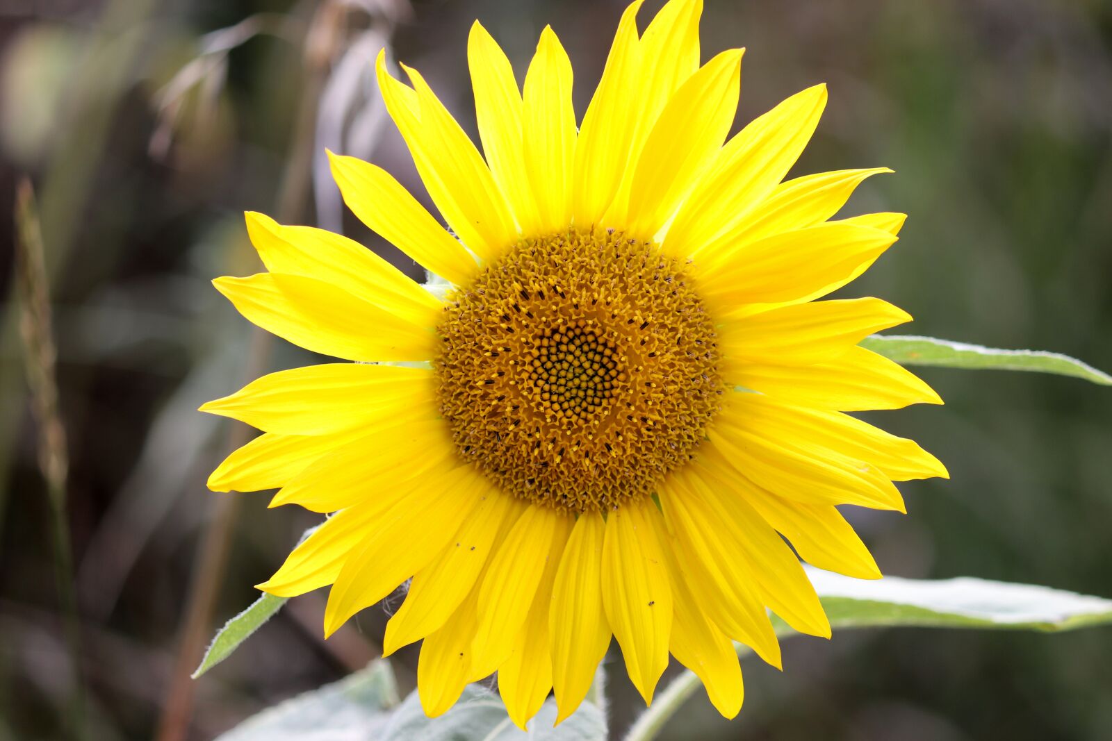 Canon EOS 200D (EOS Rebel SL2 / EOS Kiss X9) sample photo. Sunflower, blossom, bloom photography