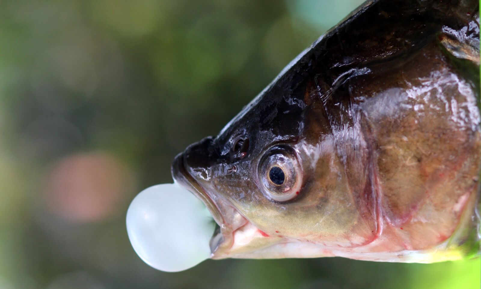 Canon EOS 700D (EOS Rebel T5i / EOS Kiss X7i) + Canon EF 85mm F1.8 USM sample photo. Fish, chewing gum, bula photography