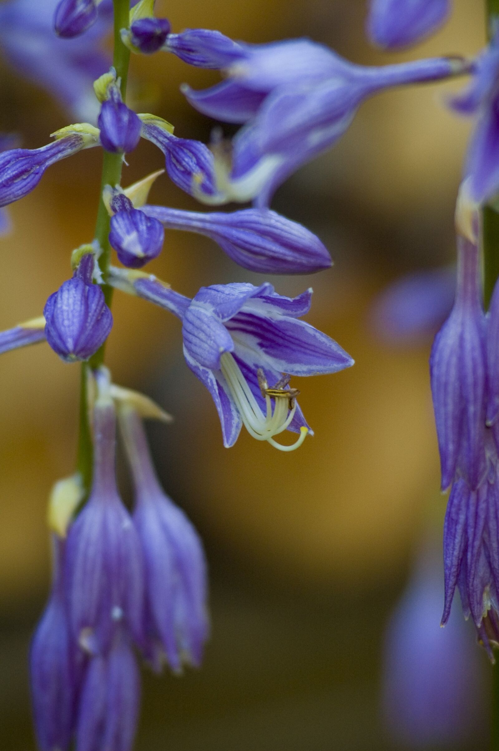 Nikon D70 sample photo. Hosta, flower, purple photography