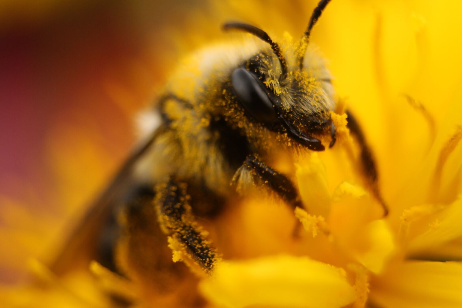 Canon EOS 700D (EOS Rebel T5i / EOS Kiss X7i) sample photo. Bee, pollen, insect photography