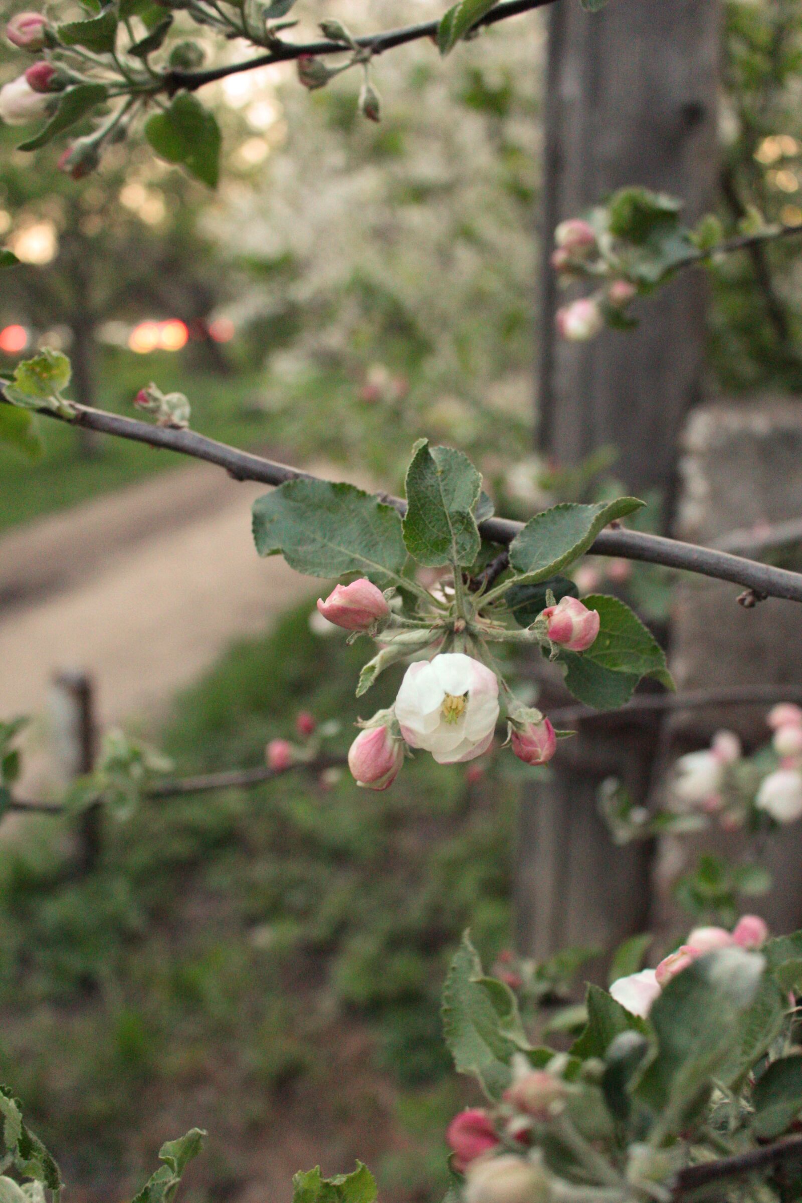 Canon EOS 700D (EOS Rebel T5i / EOS Kiss X7i) sample photo. Spring, village, bud photography