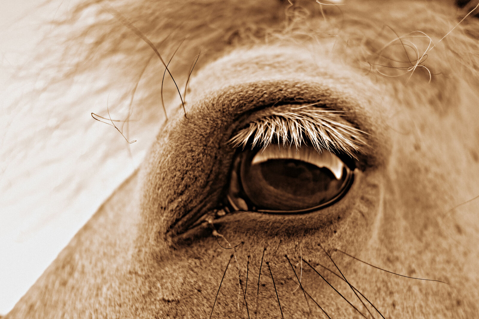 Sony Cyber-shot DSC-RX100 sample photo. Equine, eye, head, horse photography