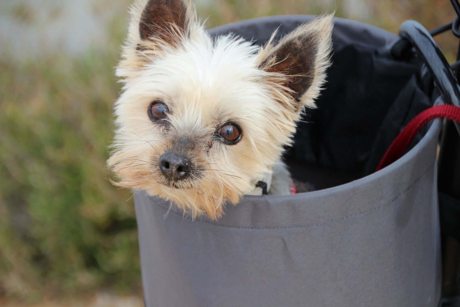 Canon EOS 600D (Rebel EOS T3i / EOS Kiss X5) sample photo. Yorkshire terrier, yorkie, cute photography