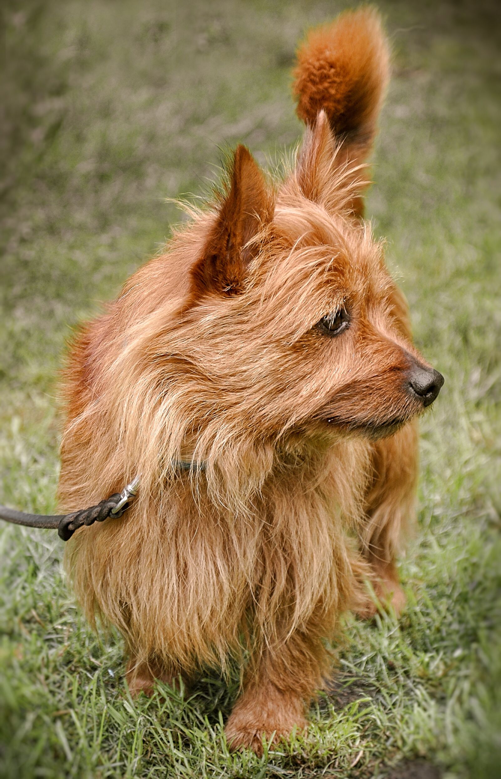 Nikon D90 sample photo. Cairn terrier, dog, awakened photography