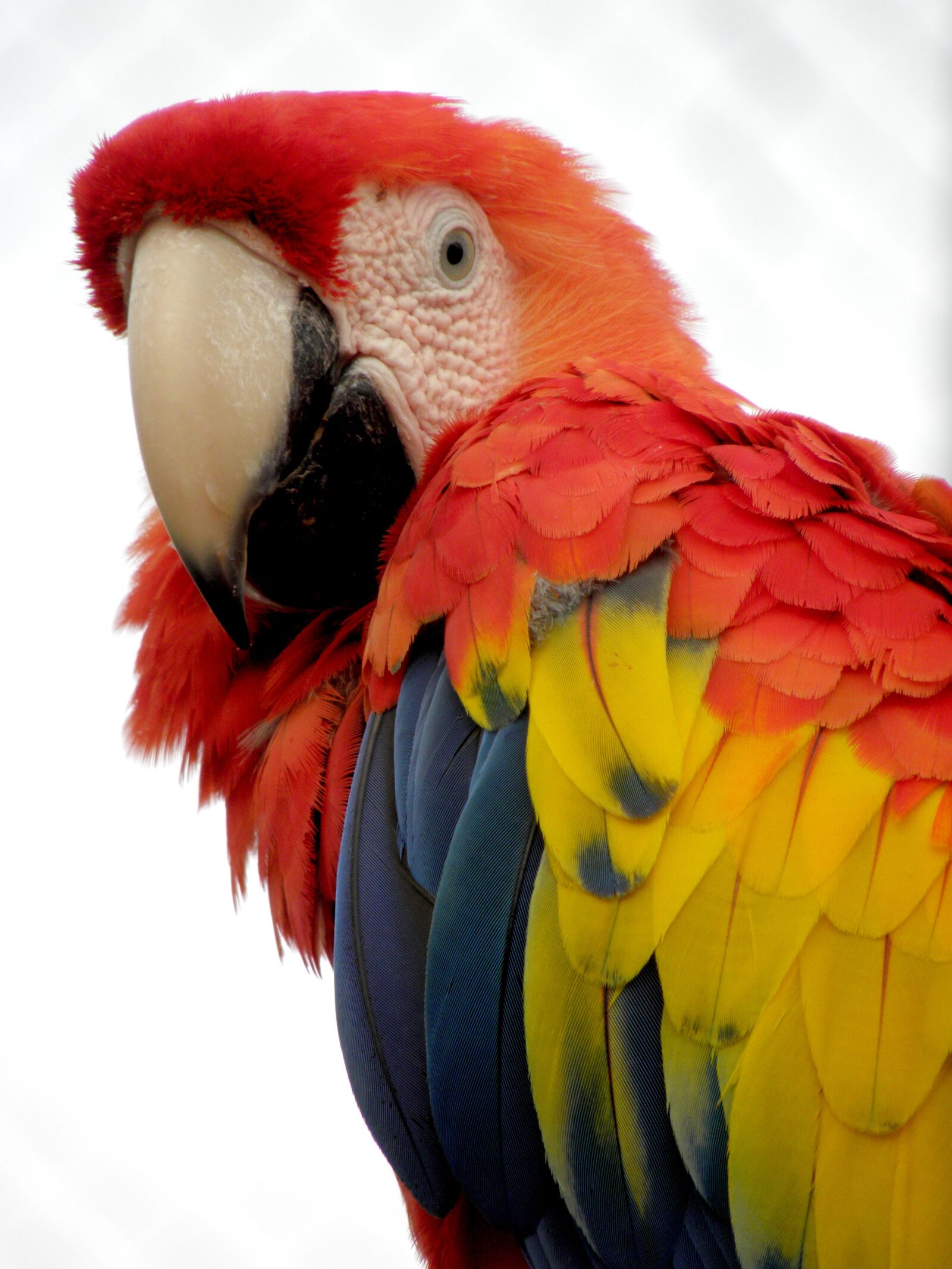 Olympus SP590UZ sample photo. Parrot, macaw, bird photography